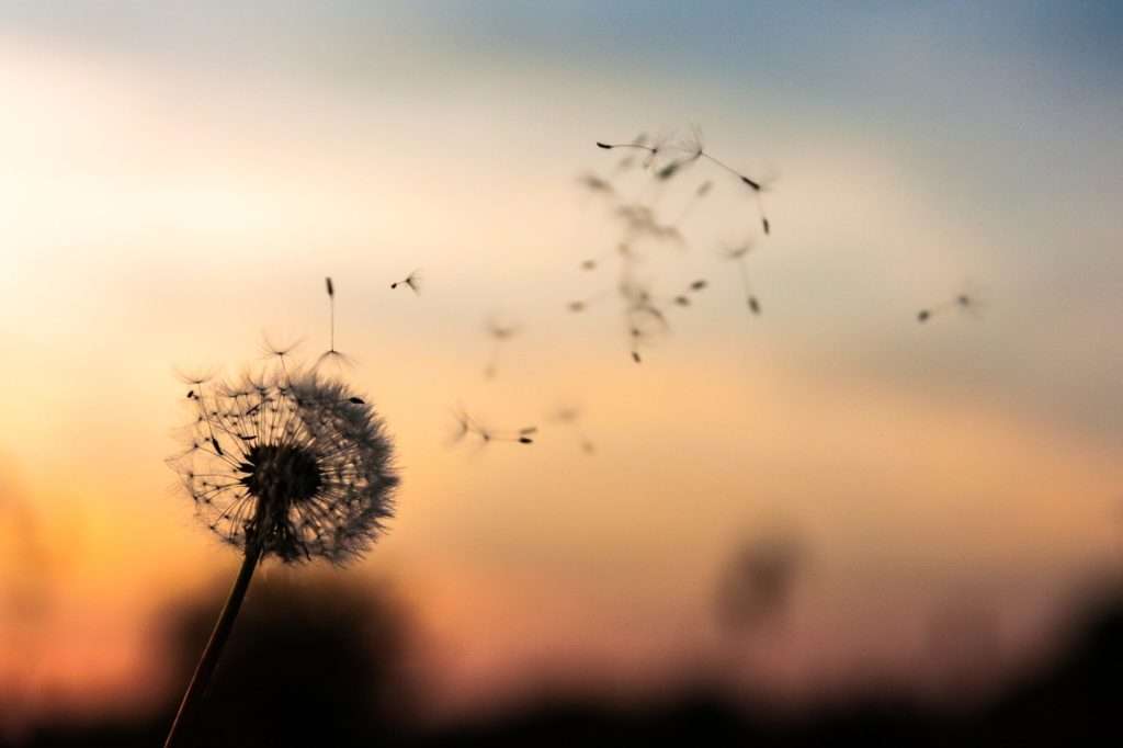 close up of dandelion seeds being blown into the wind at sunset with a blurred background