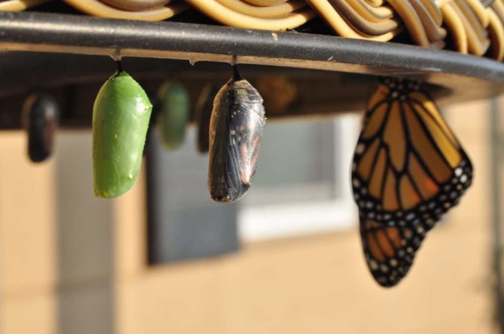 three stages of a cocoon to butterfly in transition.