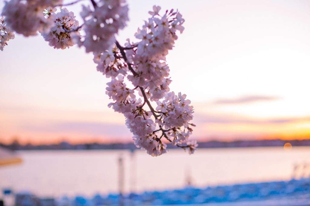 cherry blossoms in Japan, bucket list item